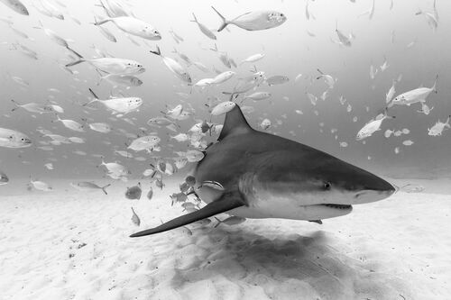 BULL SHARK AT PLAYA BULL SHARK AT PLAYA