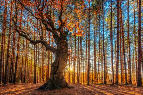 The King of the Forest The King of the Forest