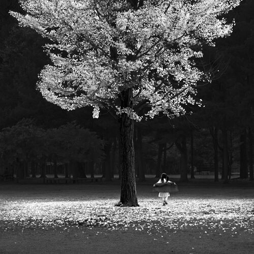 AUTUMN TREE AUTUMN TREE