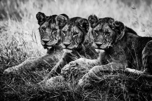 THREE LION CUBS WATCHING THE PLAIN THREE LION CUBS WATCHING THE PLAIN