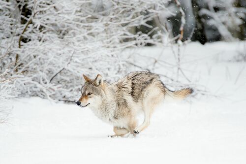 La course du loup dans la neige La course du loup dans la neige
