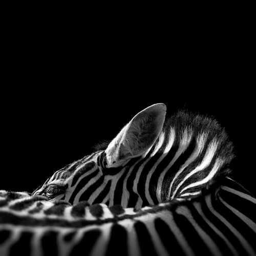 The Chapman's Zebra The Chapman's Zebra