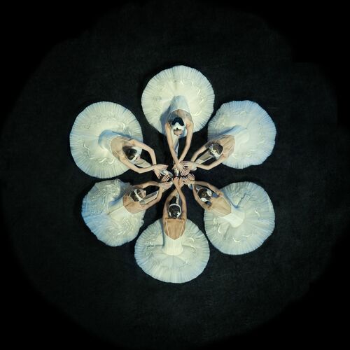 Water Lily Water Lily
