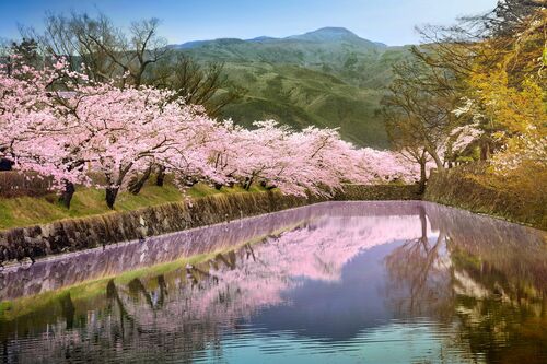 Mirroring sakura Mirroring sakura