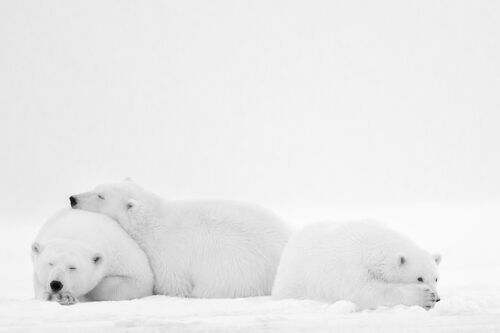 SLEEPING FAMILY SLEEPING FAMILY