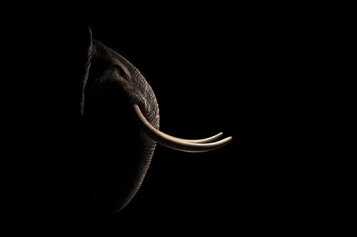 AFRICAN ELEPHANT AFRICAN ELEPHANT